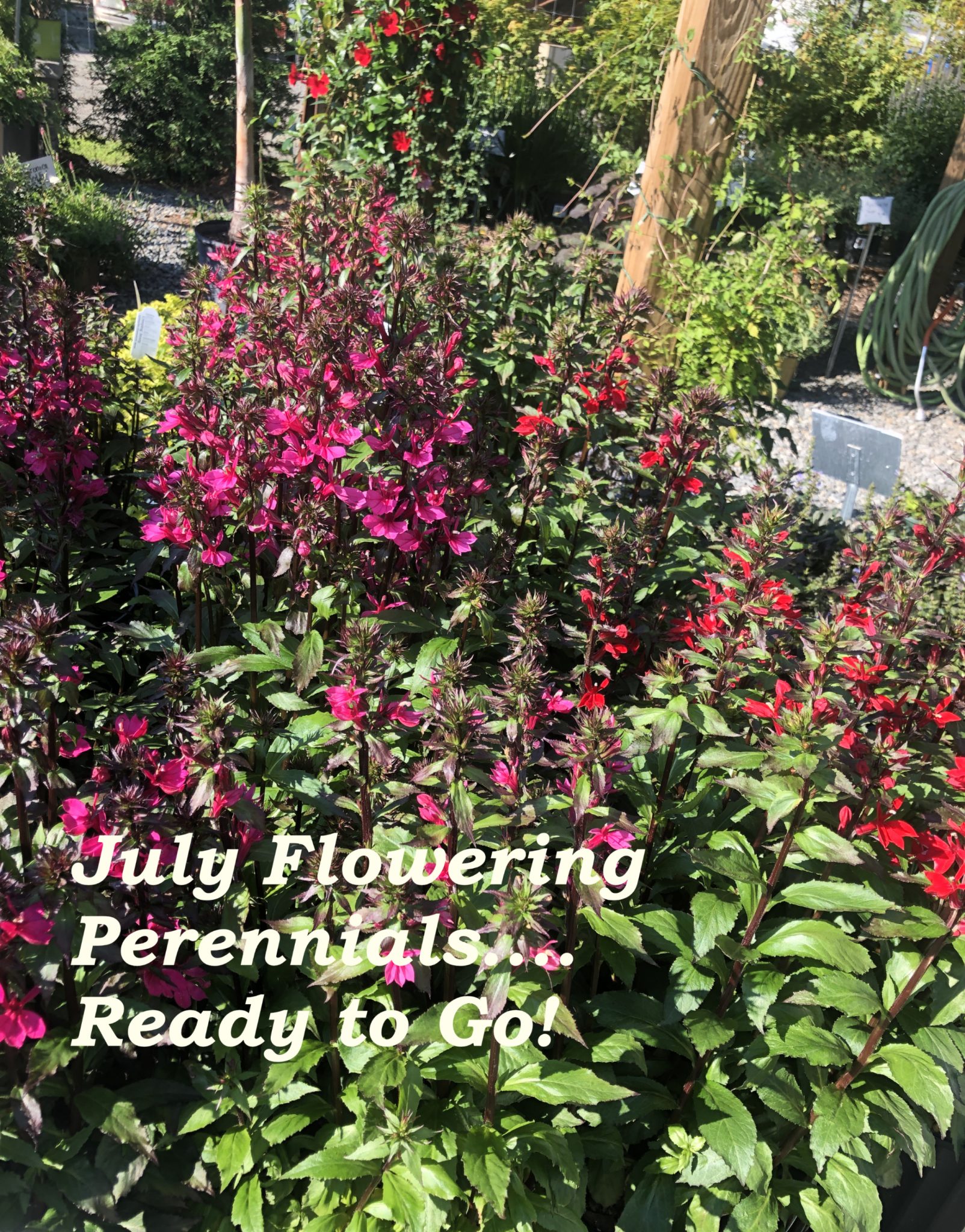 July’s Beautiful Flowering Perennials! Sloatsburg Nursery
